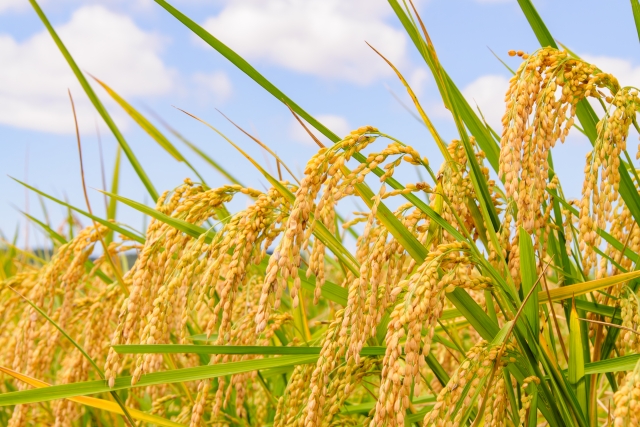 高価な農作物を守り抜け！IoTで実現するスマート防犯対策とは？